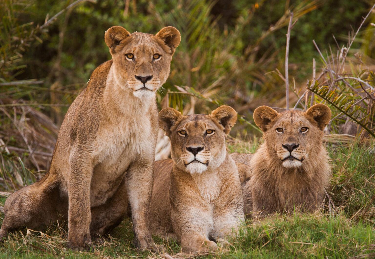 African lion family 