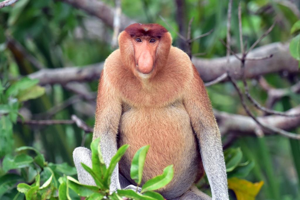 A proboscis monkey in the Katingan Mentaya region