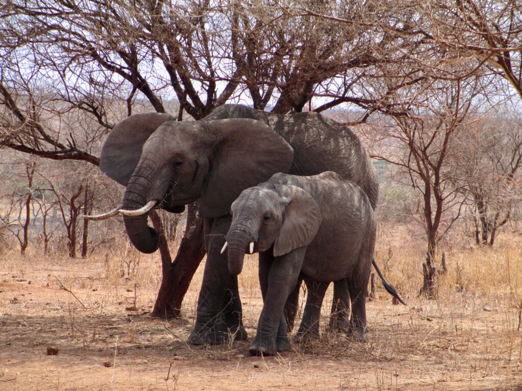 family-of-elephants